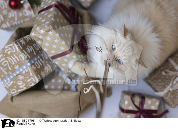 Ragdoll Kater / Ragdoll tomcat / SI-01798