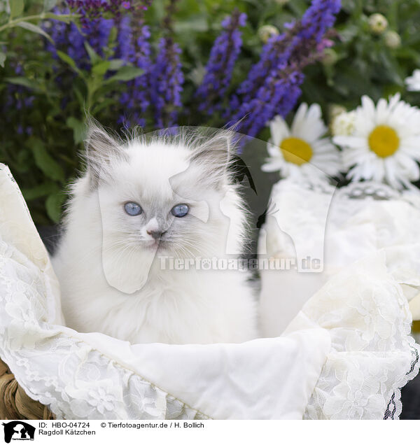 Ragdoll Ktzchen / HBO-04724