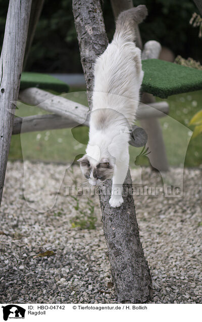 Ragdoll / HBO-04742