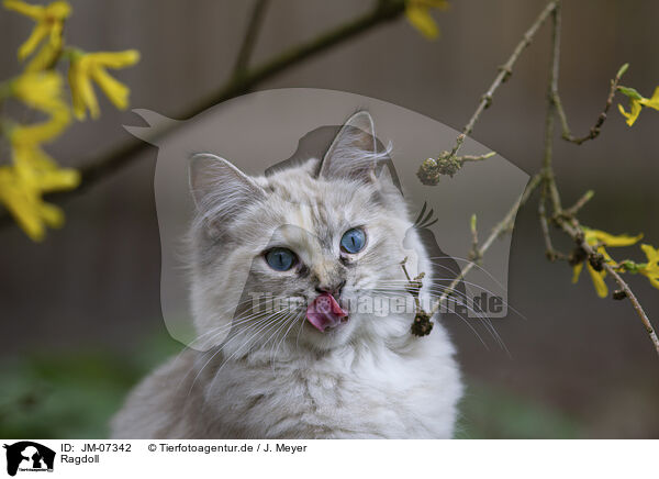 Ragdoll / Ragdoll / JM-07342