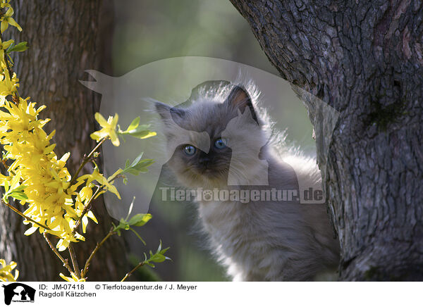 Ragdoll Ktzchen / Ragdoll kitten / JM-07418