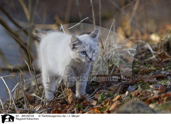 Ragdoll Ktzchen / Ragdoll kitten / JM-08538