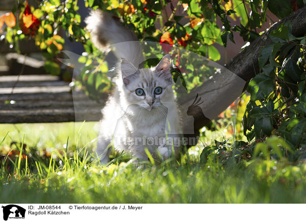 Ragdoll Ktzchen / JM-08544