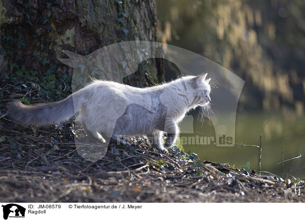 Ragdoll / Ragdoll / JM-08579