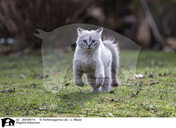 Ragdoll Ktzchen / Ragdoll kitten / JM-08614