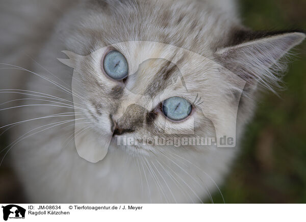 Ragdoll Ktzchen / JM-08634