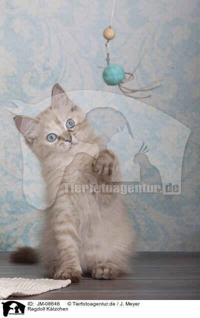Ragdoll Ktzchen / Ragdoll kitten / JM-08646