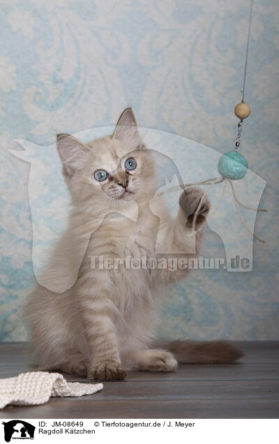 Ragdoll Ktzchen / Ragdoll kitten / JM-08649