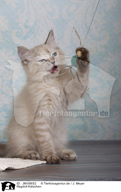 Ragdoll Ktzchen / Ragdoll kitten / JM-08652