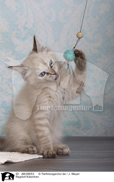 Ragdoll Ktzchen / Ragdoll kitten / JM-08653