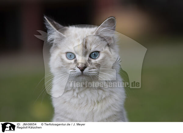 Ragdoll K�tzchen / Ragdoll kitten / JM-08654