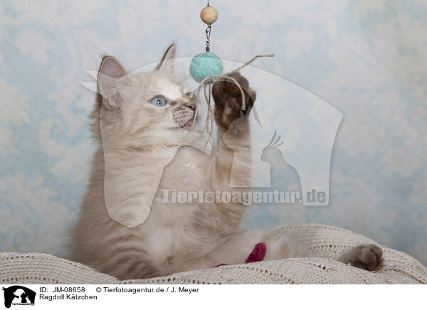 Ragdoll Ktzchen / Ragdoll kitten / JM-08658