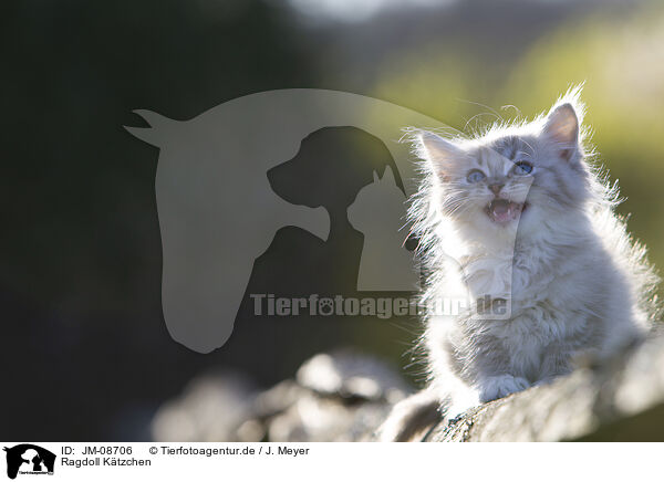 Ragdoll Ktzchen / Ragdoll kitten / JM-08706
