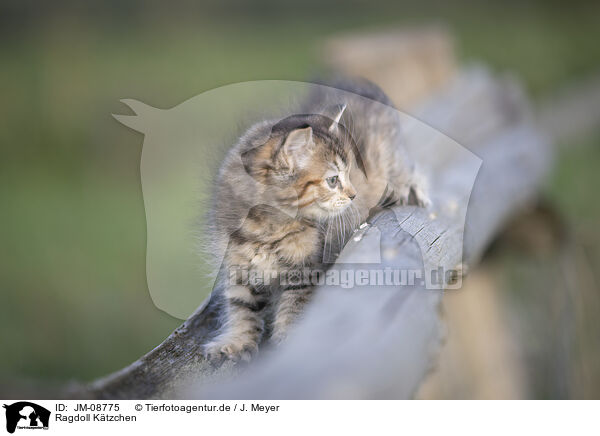 Ragdoll Ktzchen / Ragdoll kitten / JM-08775