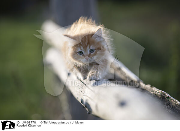 Ragdoll Ktzchen / Ragdoll kitten / JM-08778