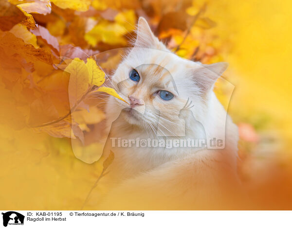 Ragdoll im Herbst / Ragdoll in autumn / KAB-01195