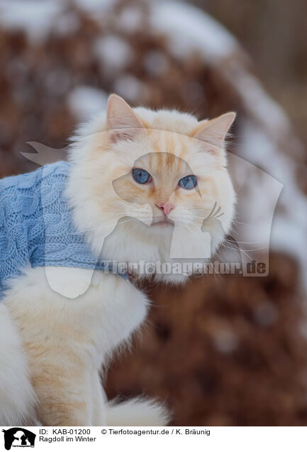 Ragdoll im Winter / Ragdoll in winter / KAB-01200