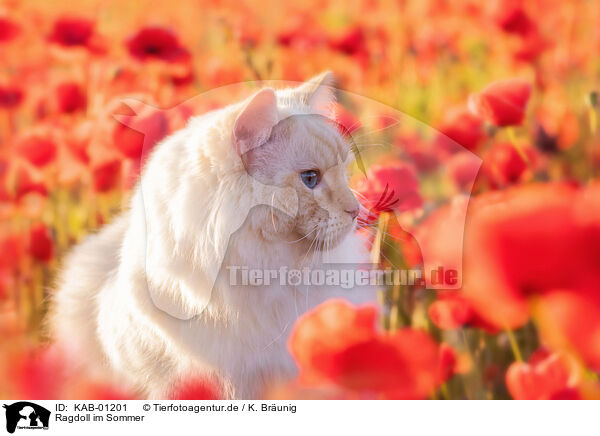 Ragdoll im Sommer / Ragdoll in summer / KAB-01201