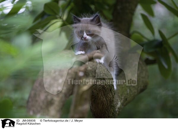Ragdoll Ktzchen / JM-08806