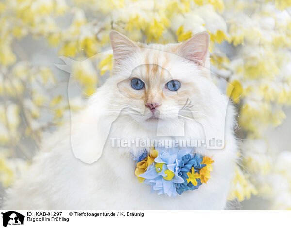 Ragdoll im Fr�hling / Ragdoll in spring / KAB-01297
