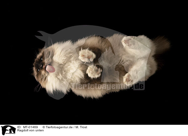 Ragdoll von unten / MT-01469