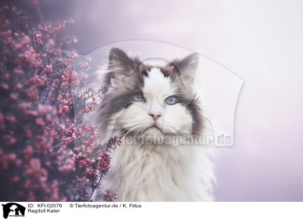 Ragdoll Kater / KFI-02076