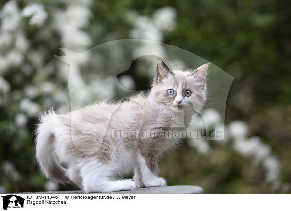 Ragdoll Ktzchen / Ragdoll Kitten / JM-11346