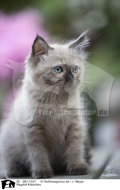 Ragdoll Ktzchen / Ragdoll Kitten / JM-11347