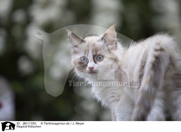 Ragdoll Ktzchen / Ragdoll Kitten / JM-11350