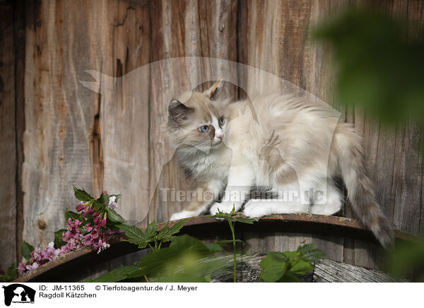 Ragdoll Ktzchen / Ragdoll Kitten / JM-11365