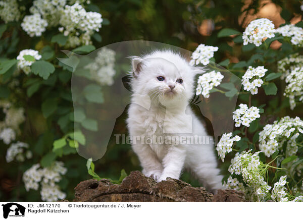 Ragdoll Ktzchen / Ragdoll Kitten / JM-12170