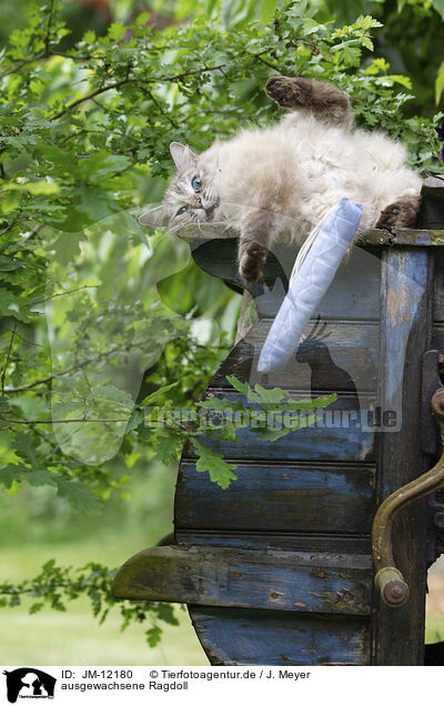 ausgewachsene Ragdoll / adult Ragdoll / JM-12180