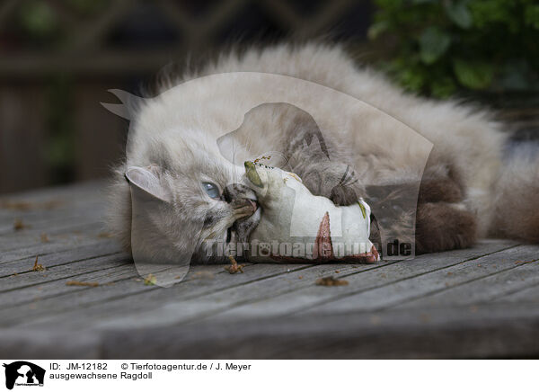 ausgewachsene Ragdoll / adult Ragdoll / JM-12182