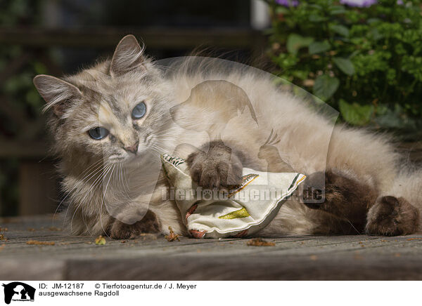 ausgewachsene Ragdoll / adult Ragdoll / JM-12187