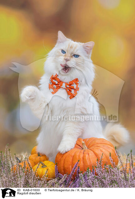 Ragdoll drauen / KAB-01600