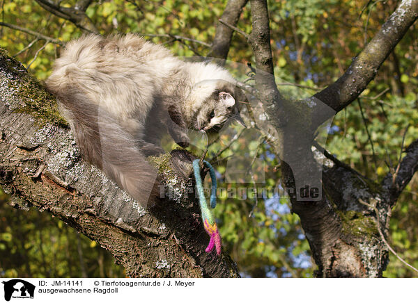 ausgewachsene Ragdoll / JM-14141