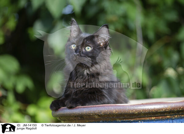 junge Ragdoll / young Ragdoll / JM-14150