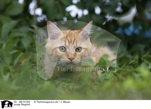 junge Ragdoll / young Ragdoll / JM-14160