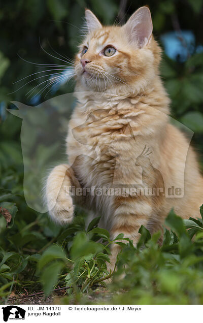 junge Ragdoll / young Ragdoll / JM-14170