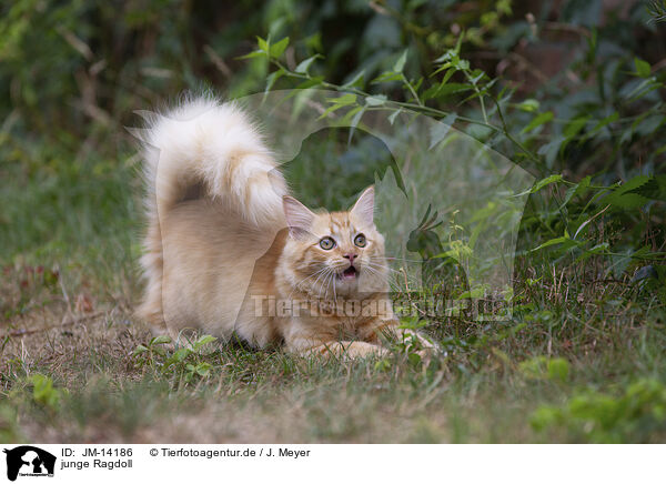 junge Ragdoll / young Ragdoll / JM-14186