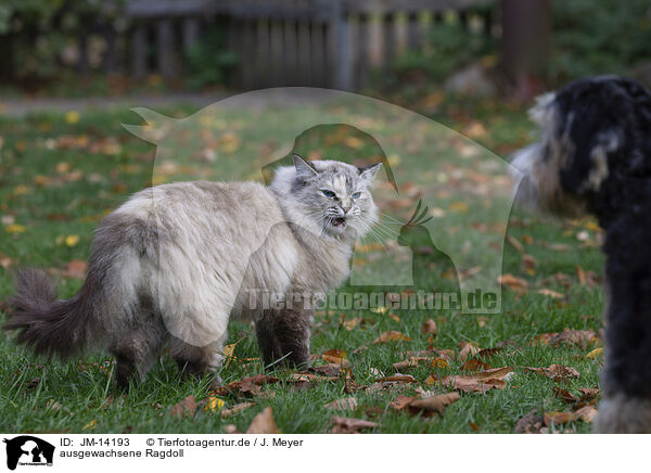 ausgewachsene Ragdoll / JM-14193