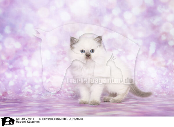 Ragdoll Ktzchen / Ragdoll Kitten / JH-27615