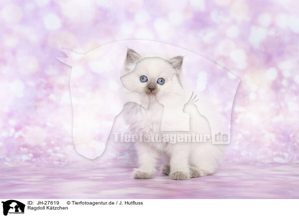 Ragdoll Ktzchen / Ragdoll Kitten / JH-27619