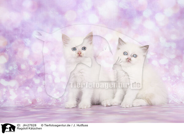 Ragdoll Ktzchen / Ragdoll Kitten / JH-27628