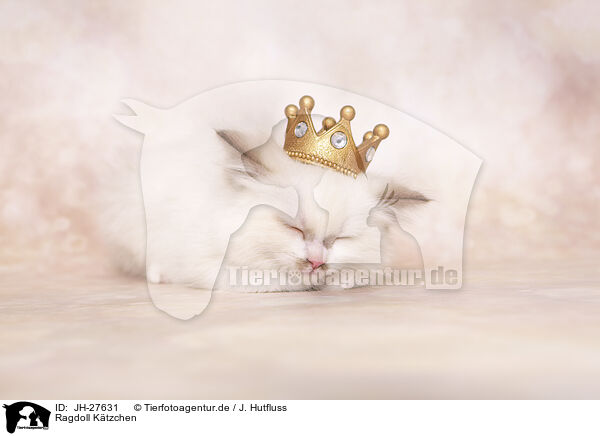 Ragdoll Ktzchen / JH-27631