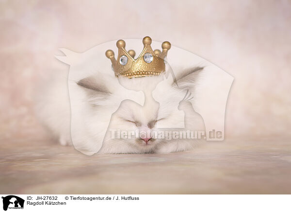 Ragdoll Ktzchen / JH-27632
