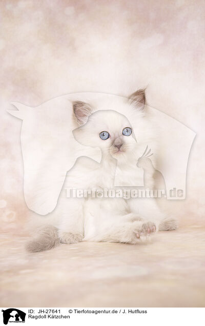 Ragdoll Ktzchen / Ragdoll Kitten / JH-27641