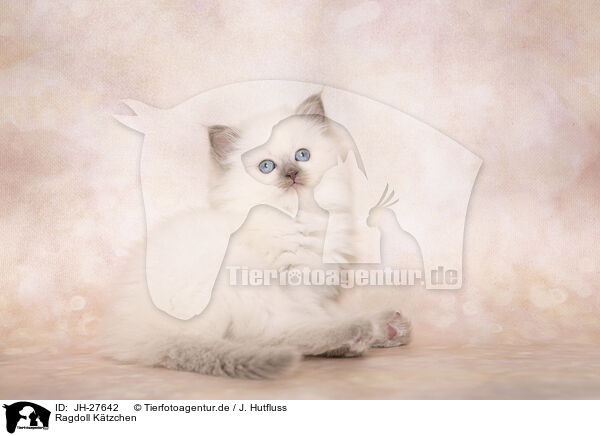 Ragdoll Ktzchen / Ragdoll Kitten / JH-27642