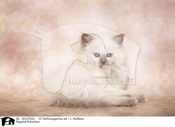 Ragdoll Ktzchen / JH-27643