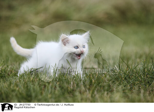 Ragdoll Ktzchen / Ragdoll Kitten / JH-27750